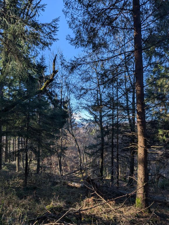 Forêt Sauveterre-de-comminges